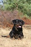 ROTTWEILER 022